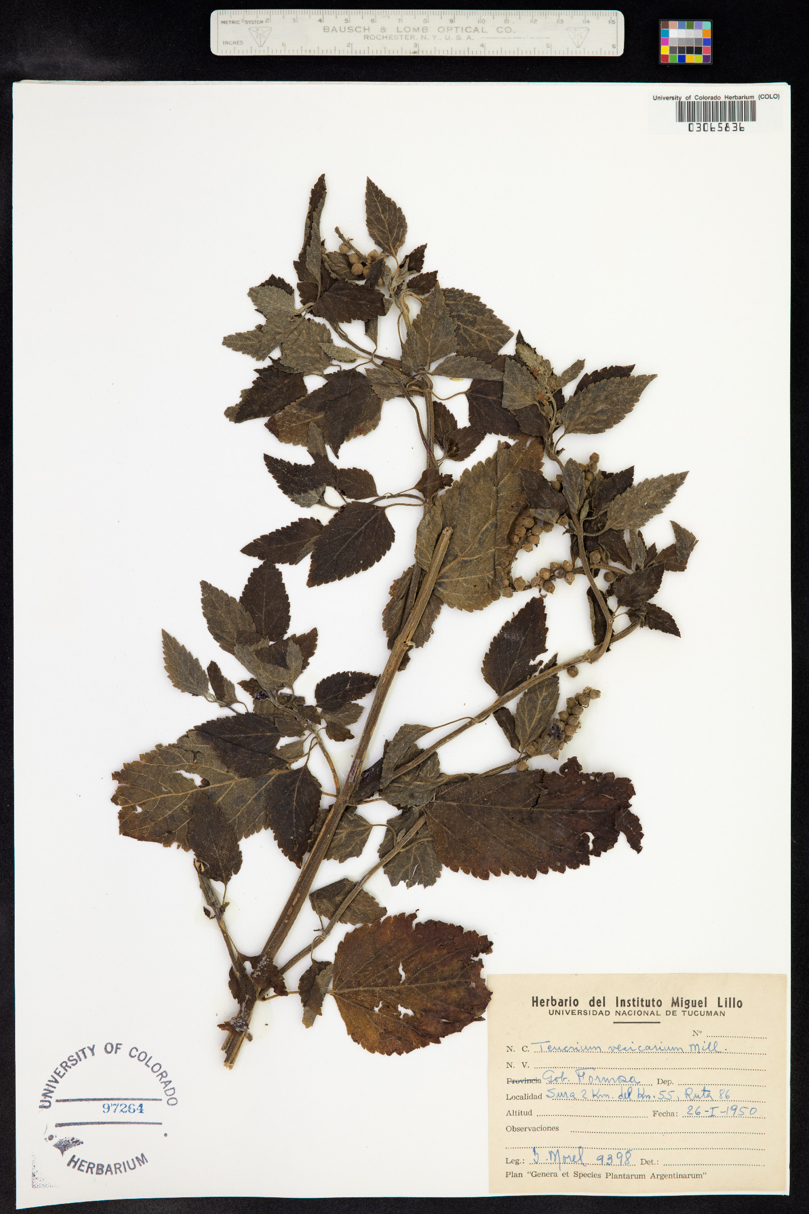 Teucrium vesicarium image