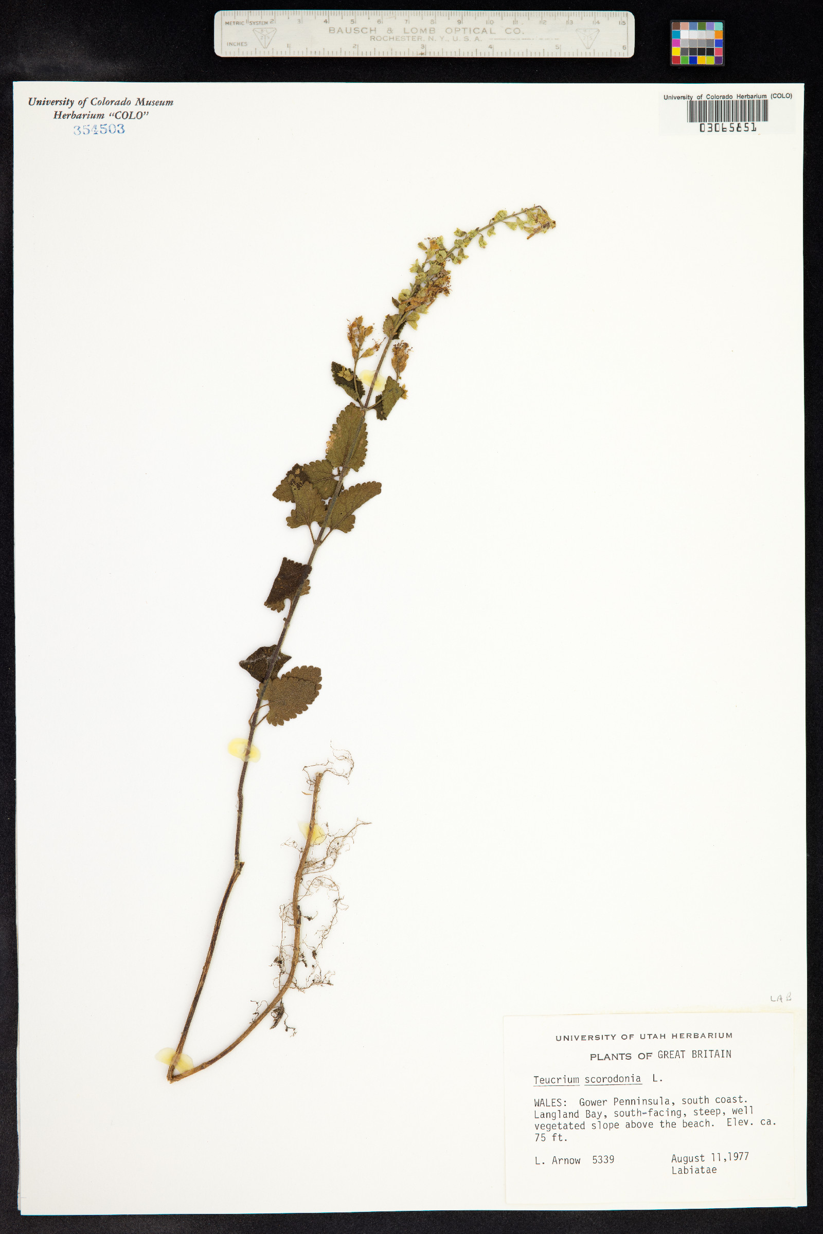 Teucrium scorodonia image