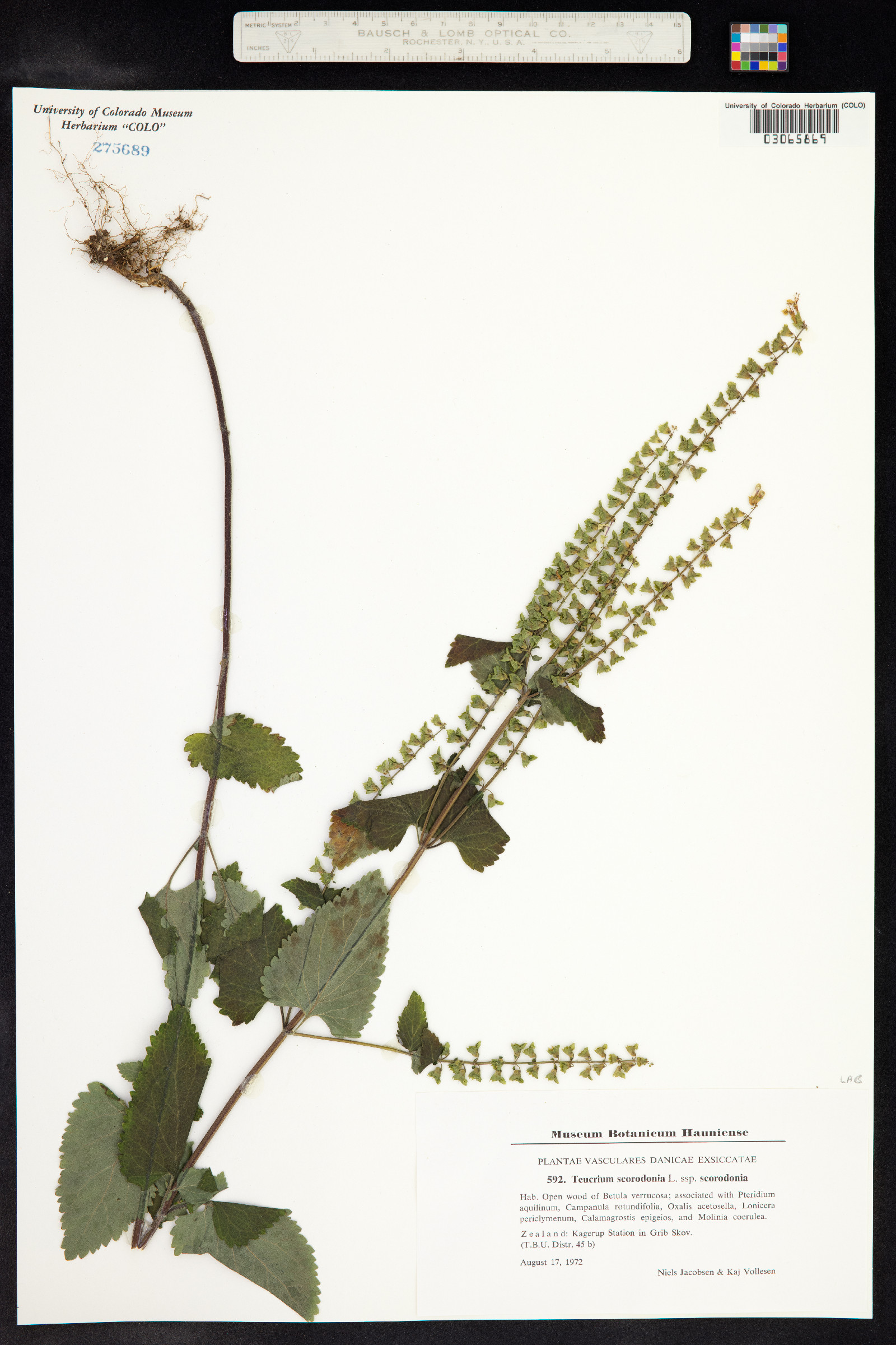 Teucrium scorodonia image