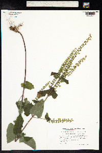 Teucrium scorodonia image
