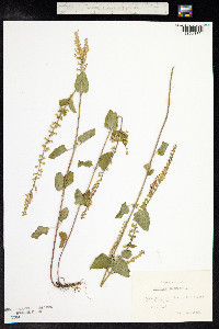 Teucrium scorodonia image