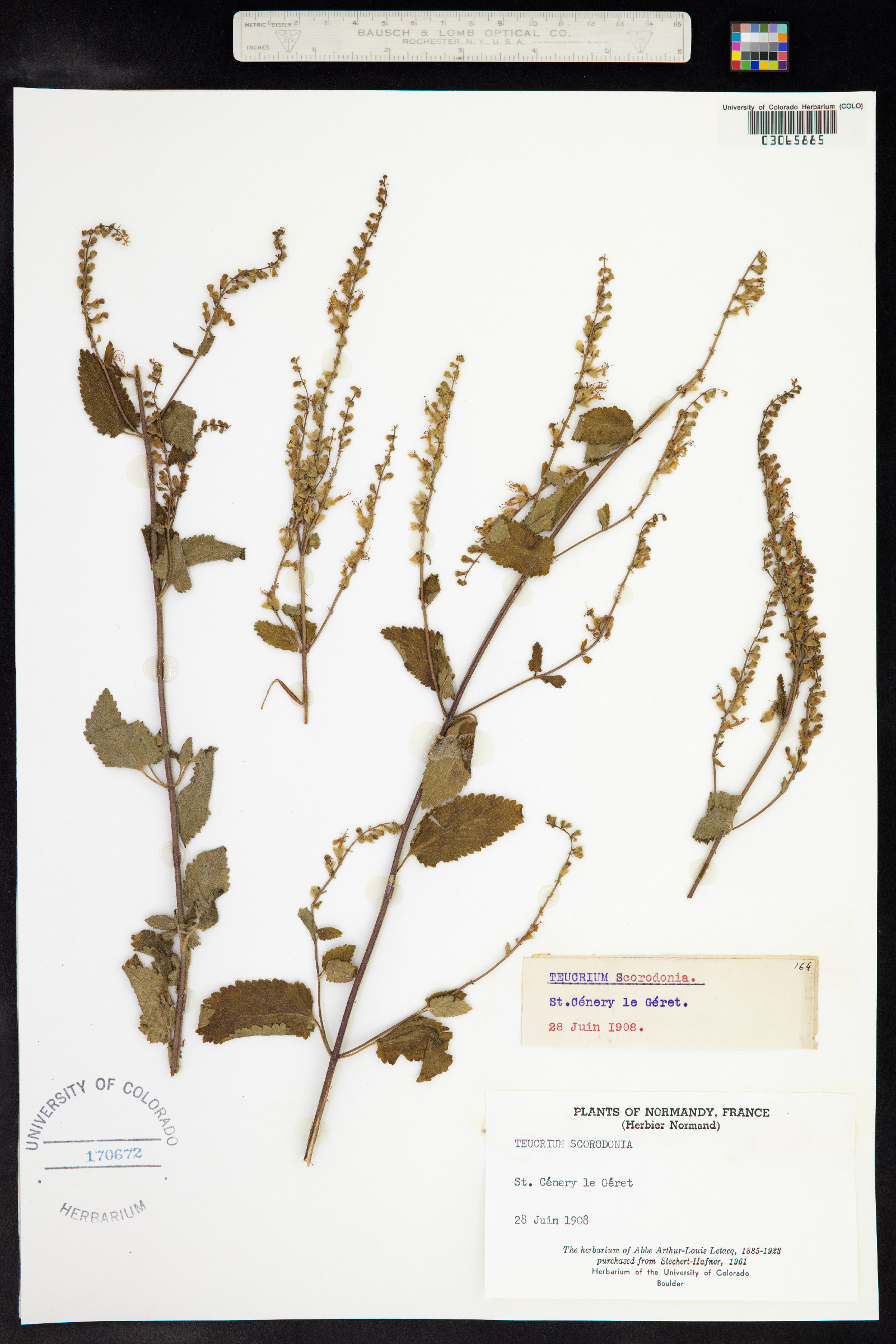 Teucrium scorodonia image