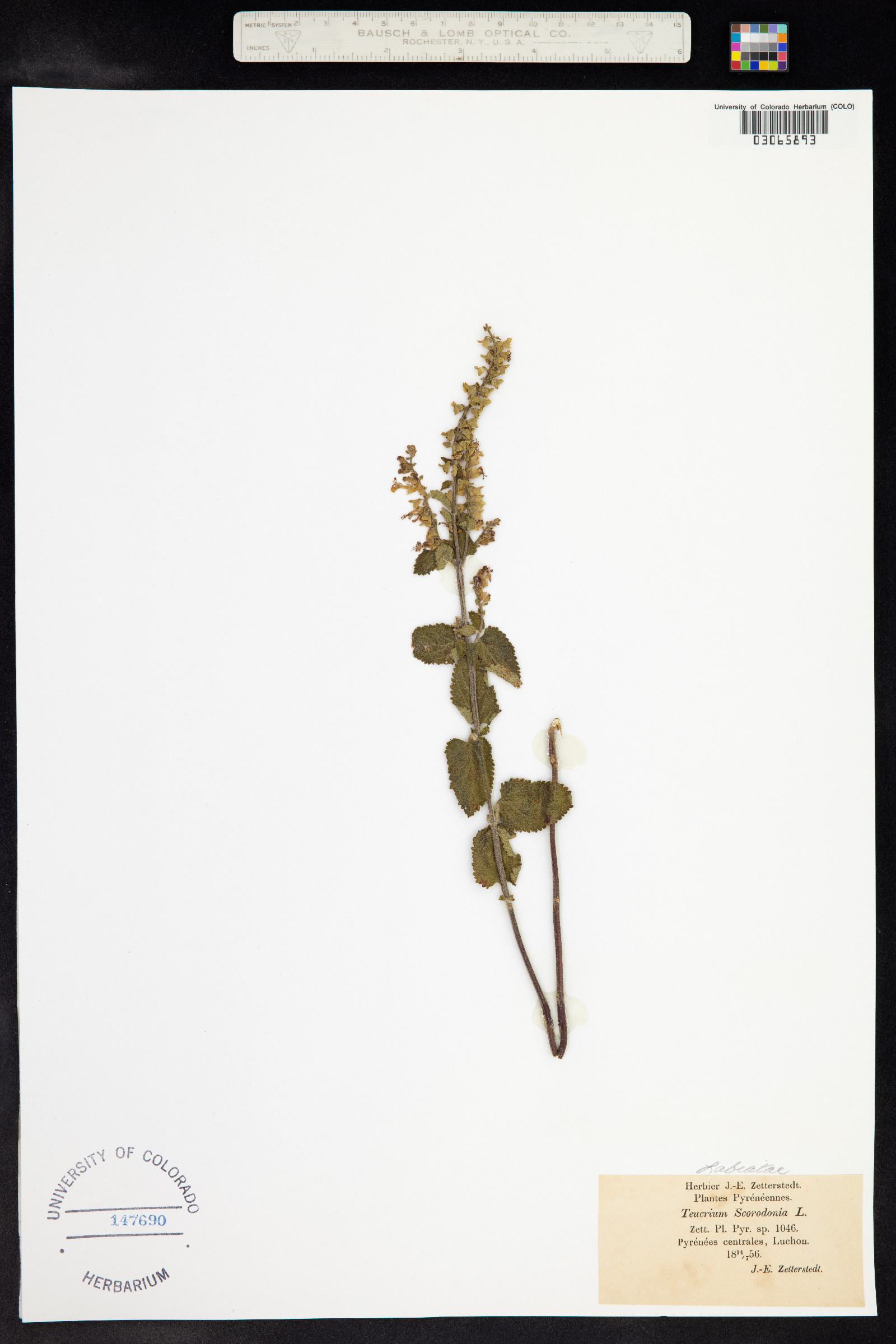 Teucrium scorodonia image