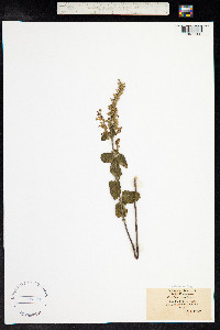 Teucrium scorodonia image