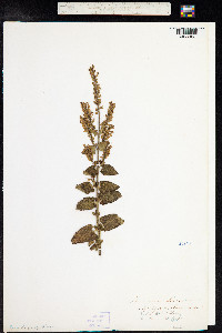 Teucrium scorodonia image