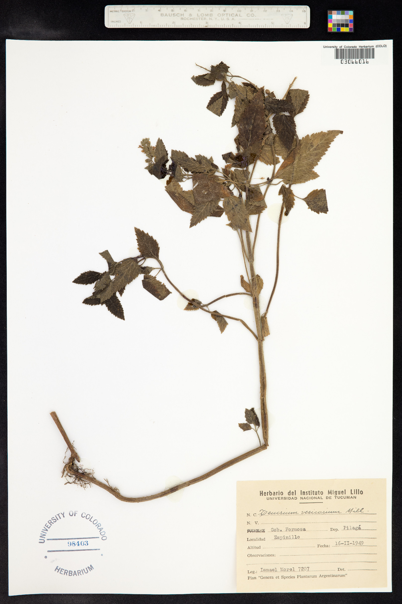 Teucrium vesicarium image