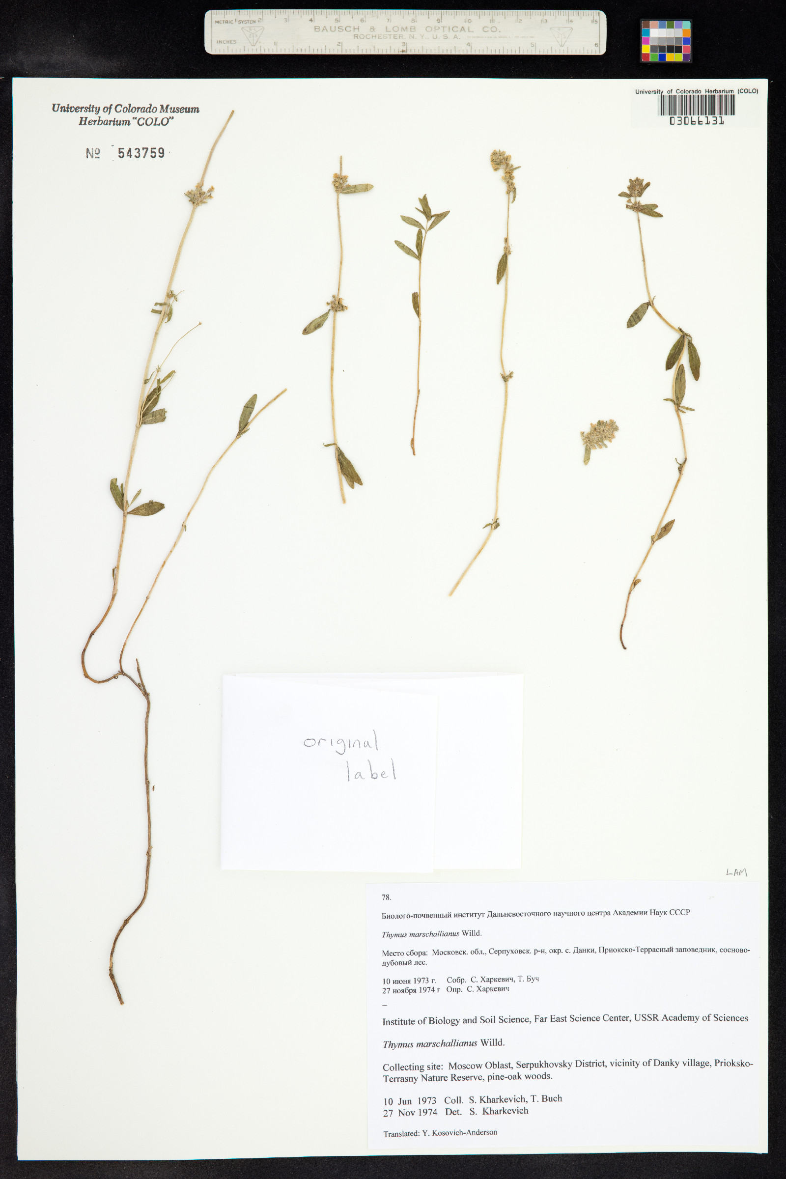 Thymus kosteletzkyanus image