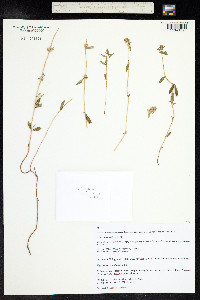 Thymus kosteletzkyanus image