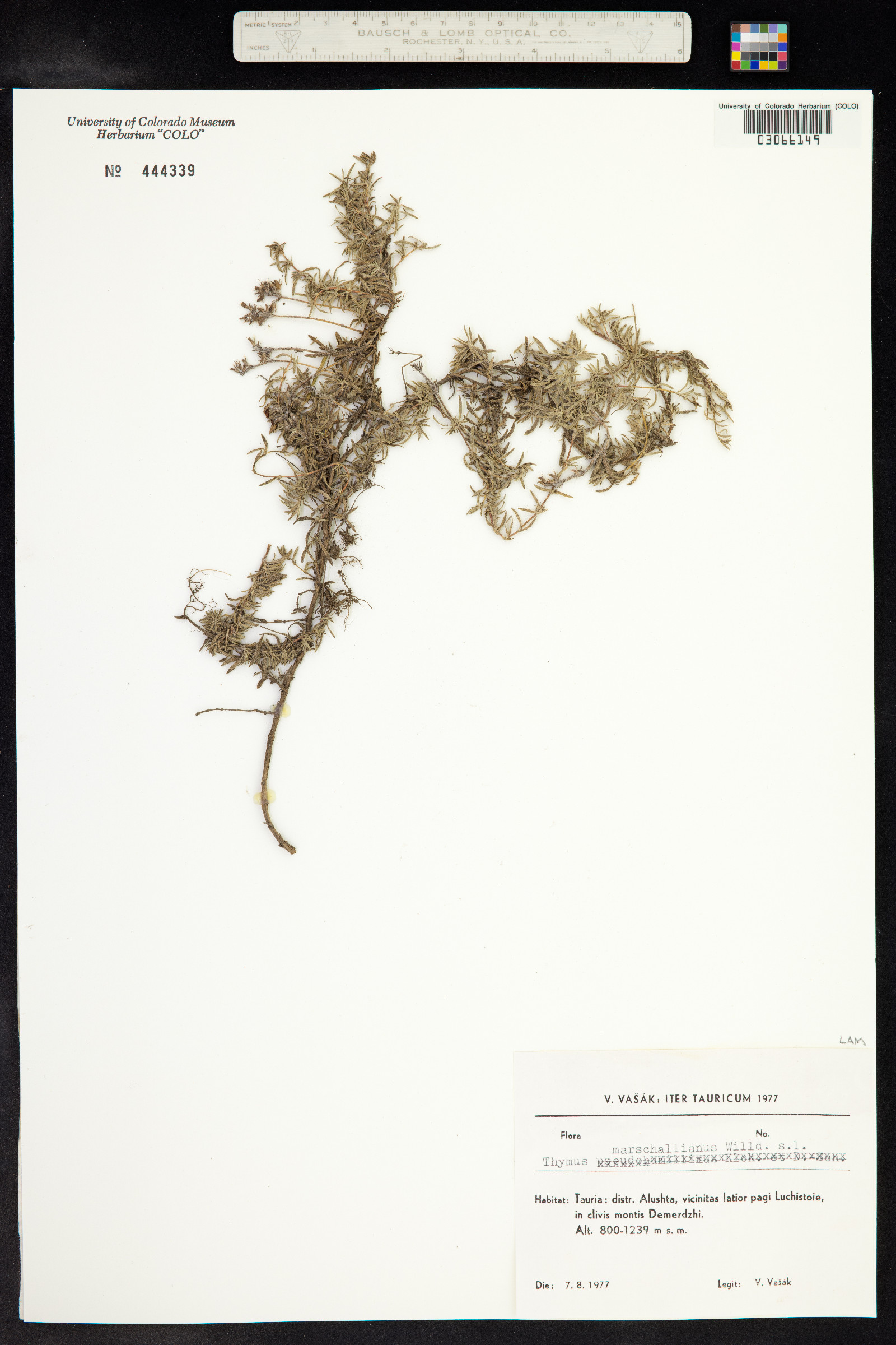 Thymus kosteletzkyanus image