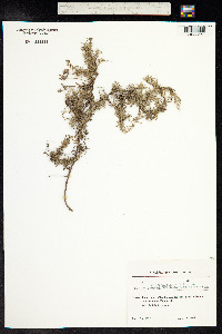Thymus kosteletzkyanus image