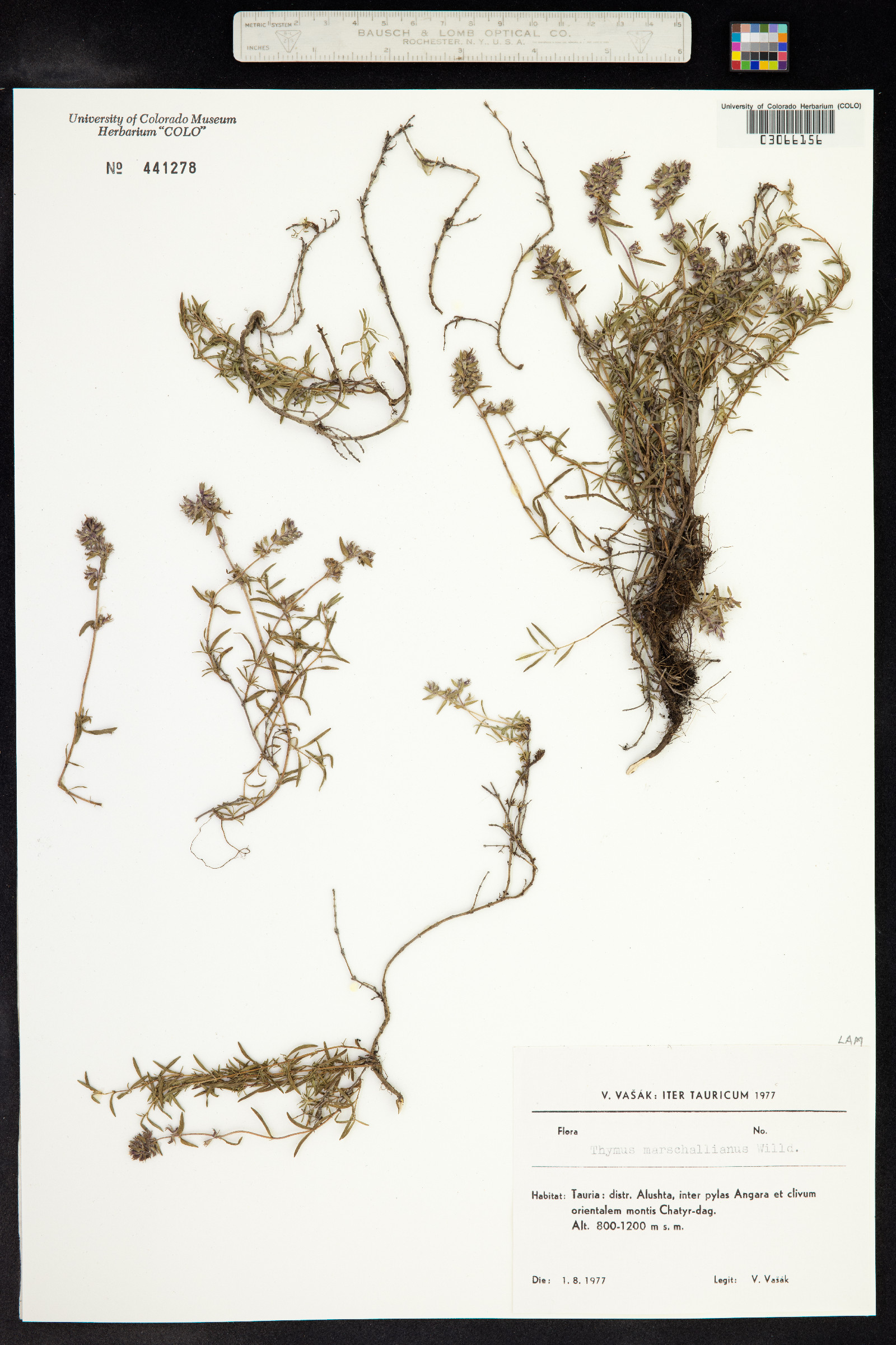 Thymus kosteletzkyanus image