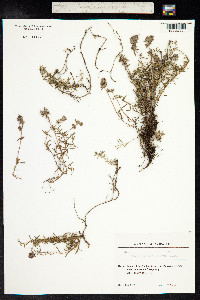 Thymus kosteletzkyanus image