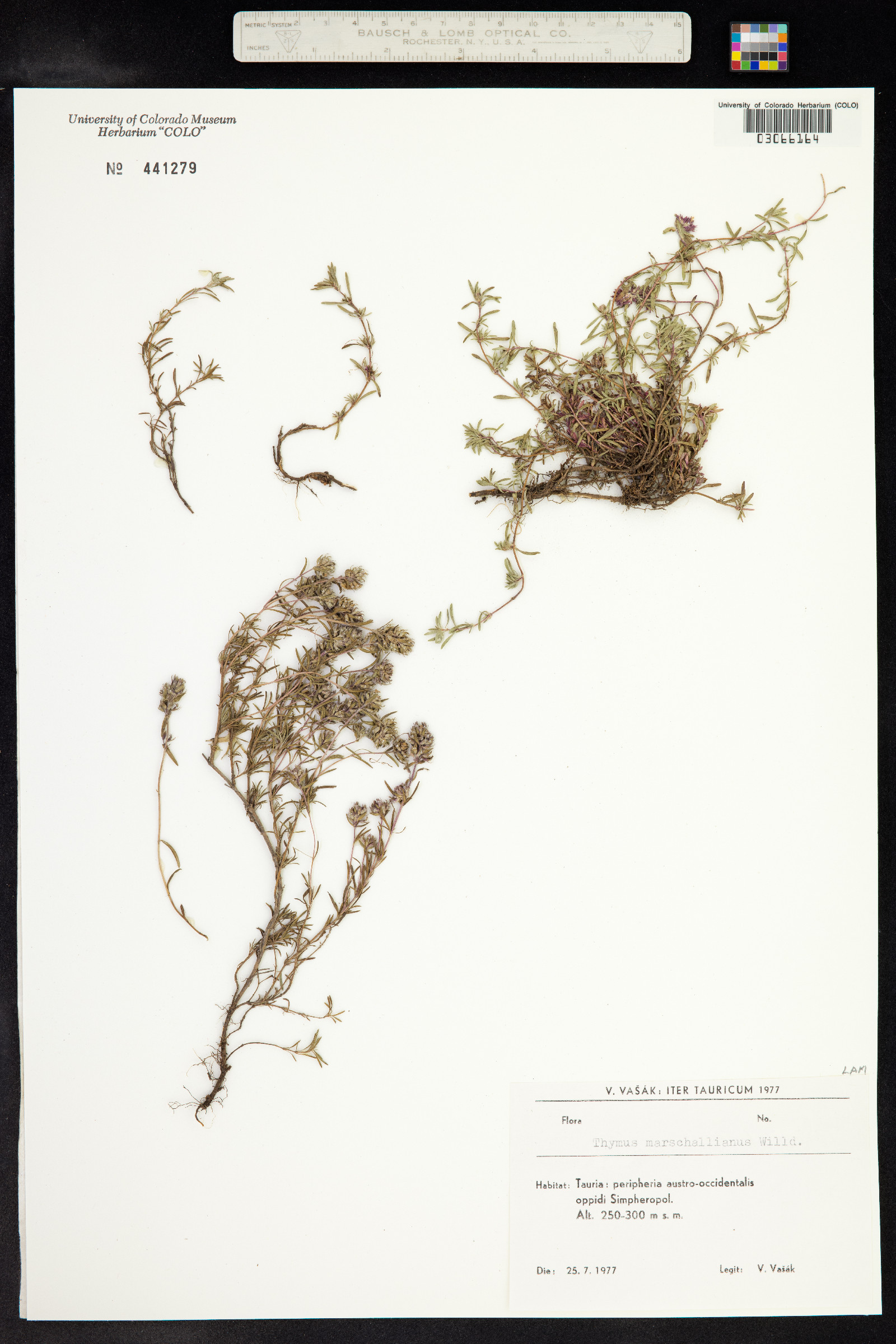 Thymus kosteletzkyanus image