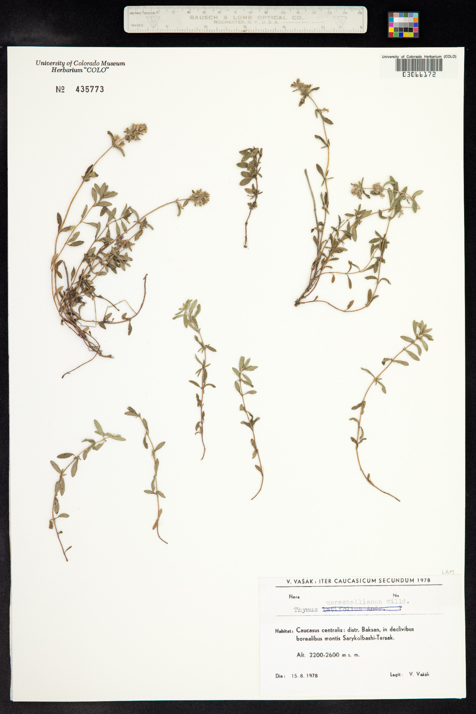 Thymus kosteletzkyanus image