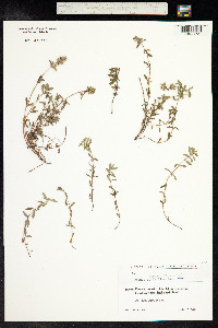 Thymus kosteletzkyanus image
