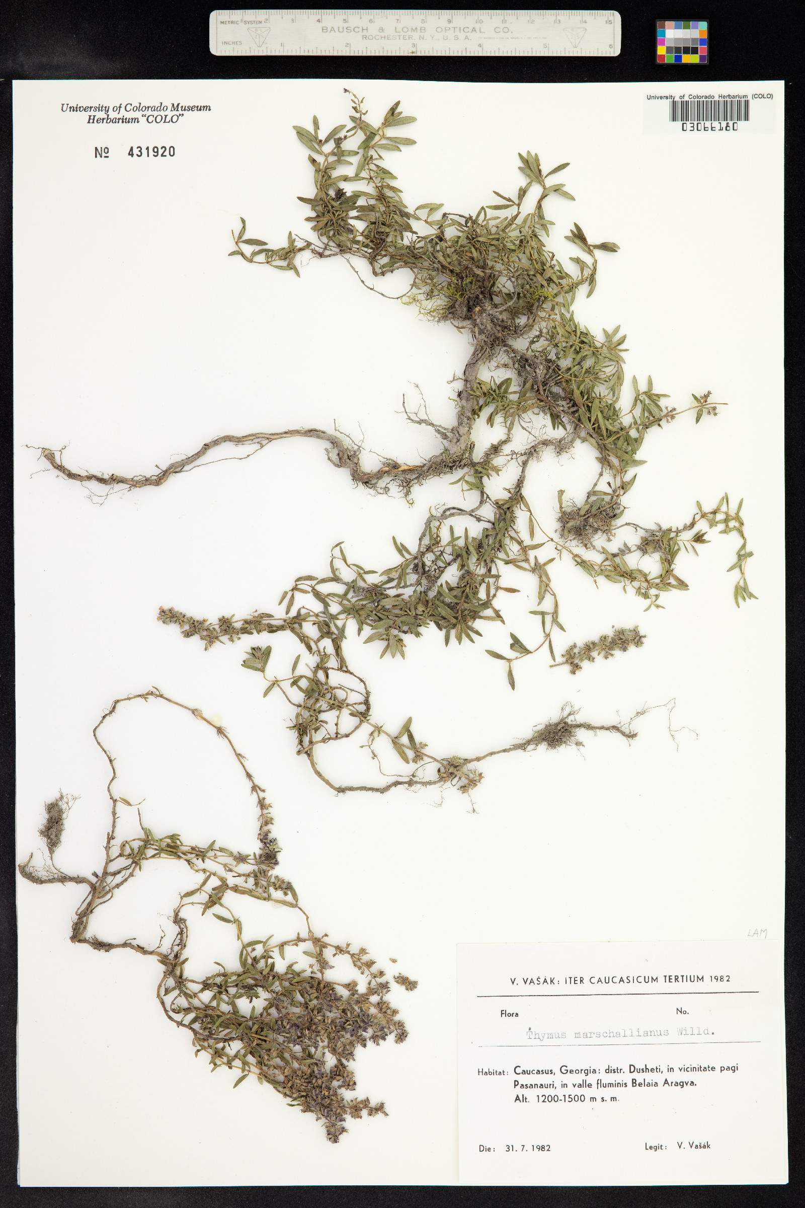 Thymus kosteletzkyanus image