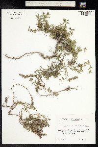 Thymus kosteletzkyanus image