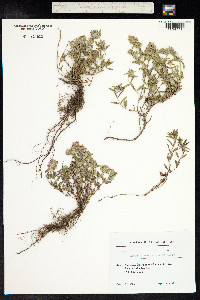 Thymus kosteletzkyanus image