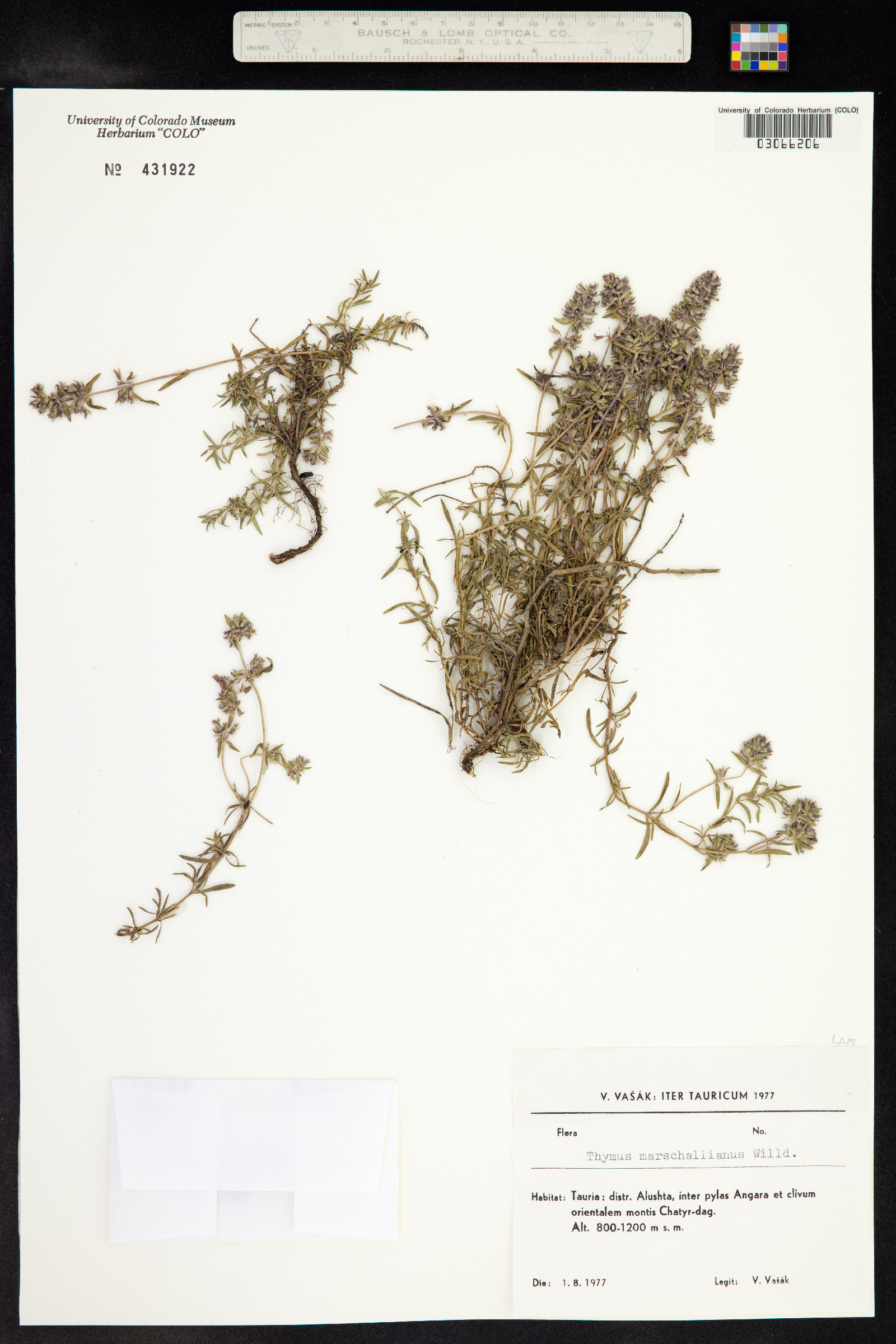 Thymus kosteletzkyanus image