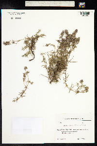 Thymus kosteletzkyanus image