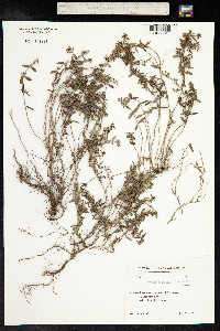 Thymus kosteletzkyanus image