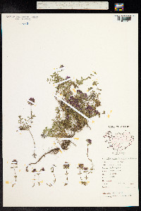 Thymus praecox image
