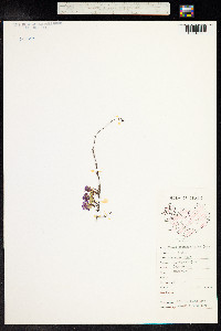 Thymus praecox image