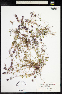 Thymus pulegioides image