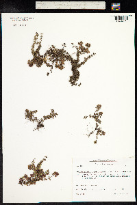 Thymus praecox image