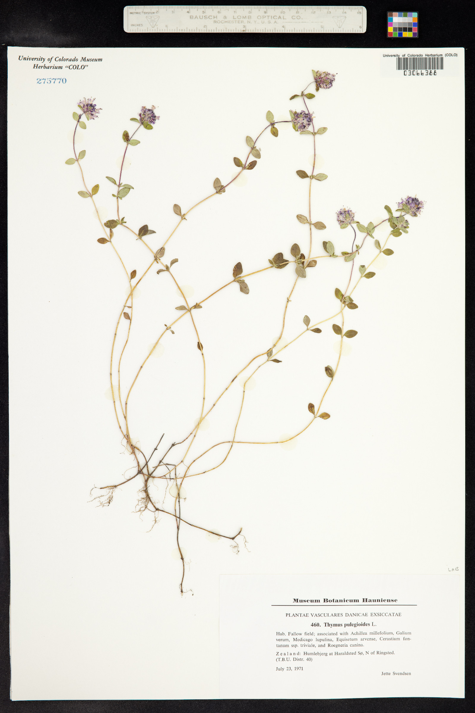 Thymus pulegioides image