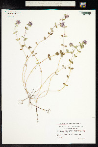 Thymus pulegioides image