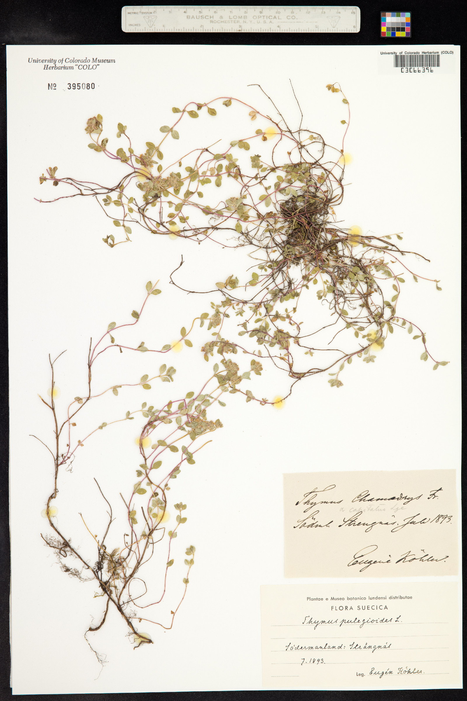 Thymus pulegioides image