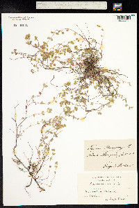 Thymus pulegioides image