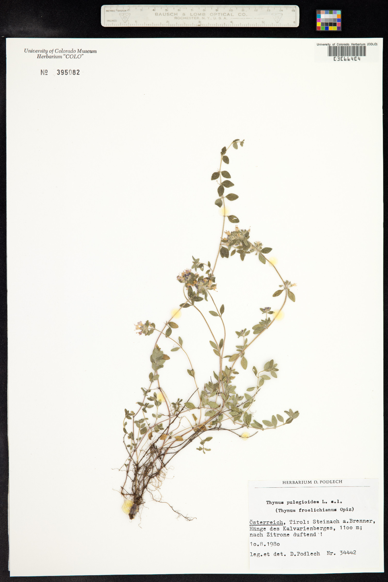 Thymus pulegioides image