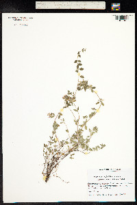 Thymus pulegioides image