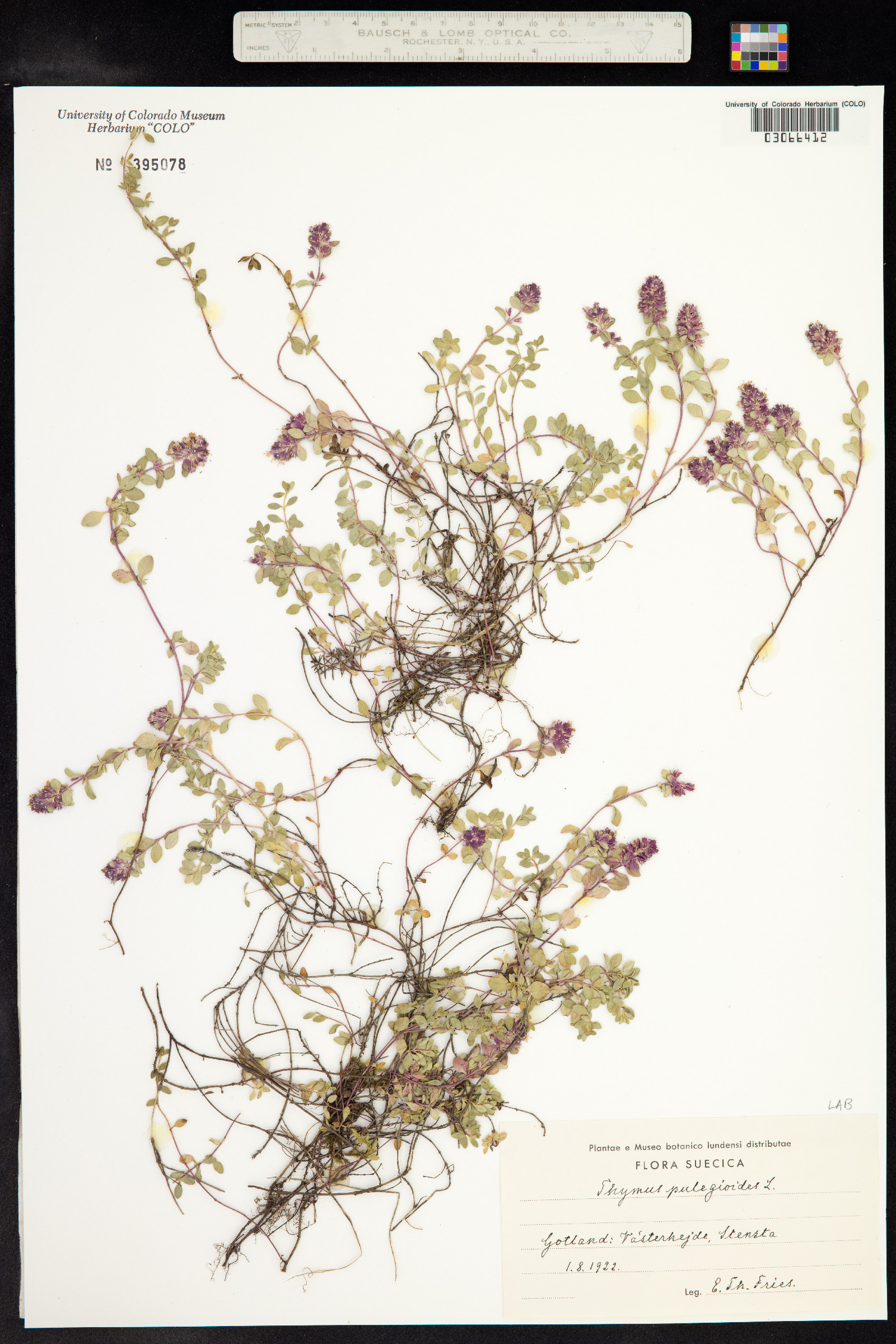 Thymus pulegioides image
