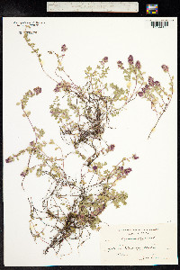 Thymus pulegioides image