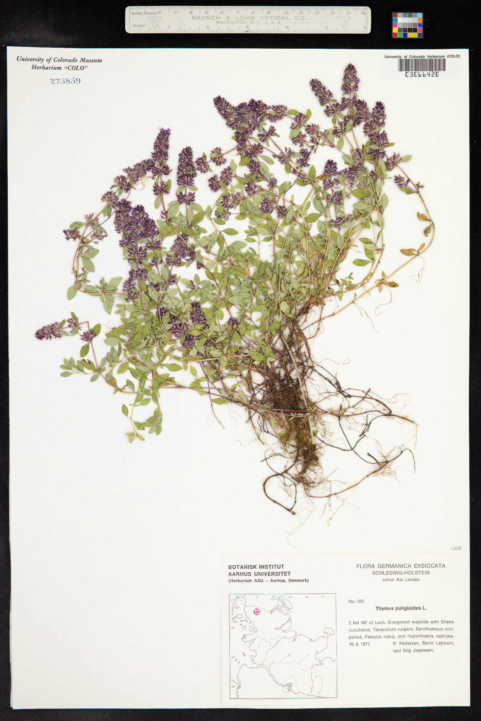 Thymus pulegioides image