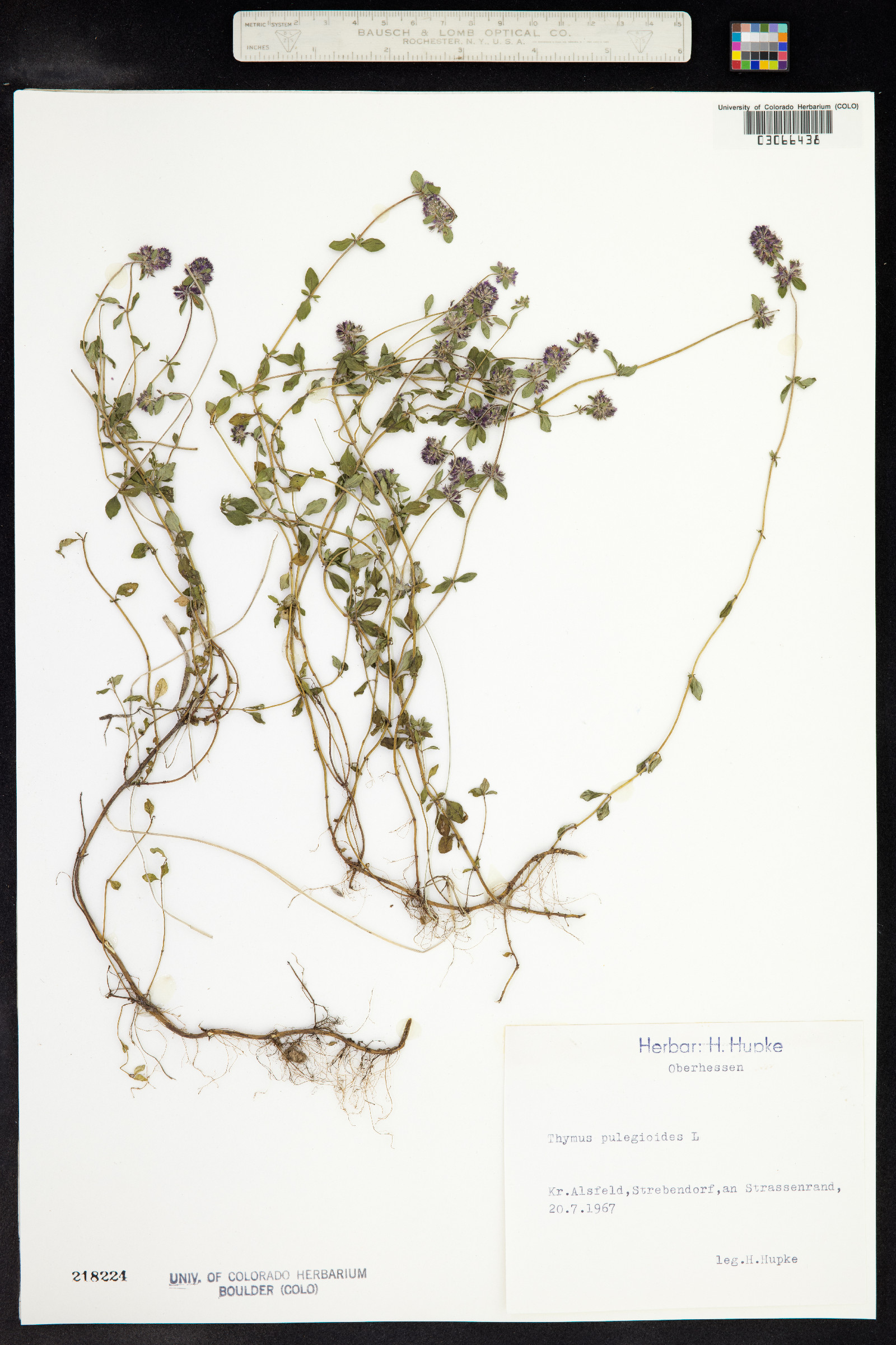 Thymus pulegioides image