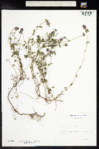 Thymus pulegioides image