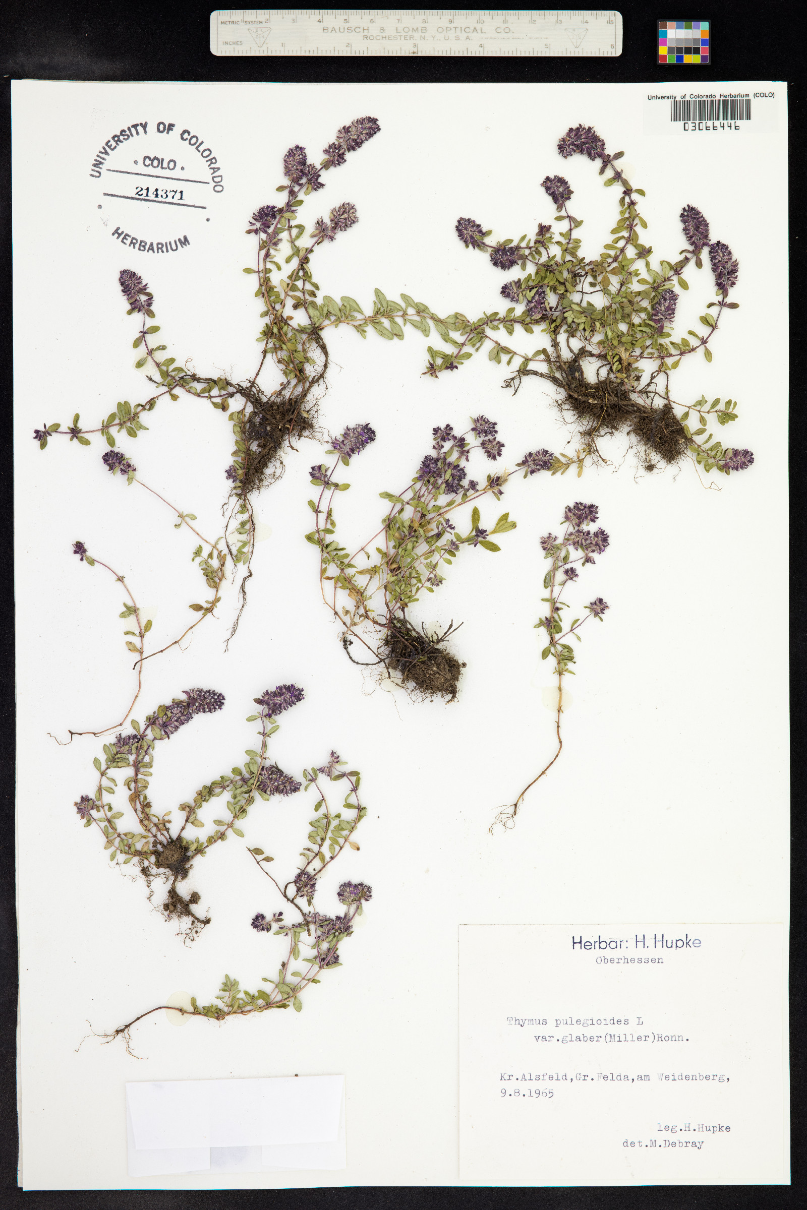 Thymus pulegioides image