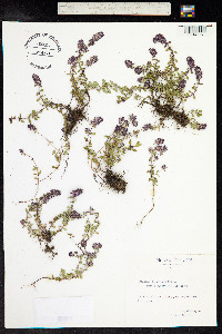 Thymus pulegioides image
