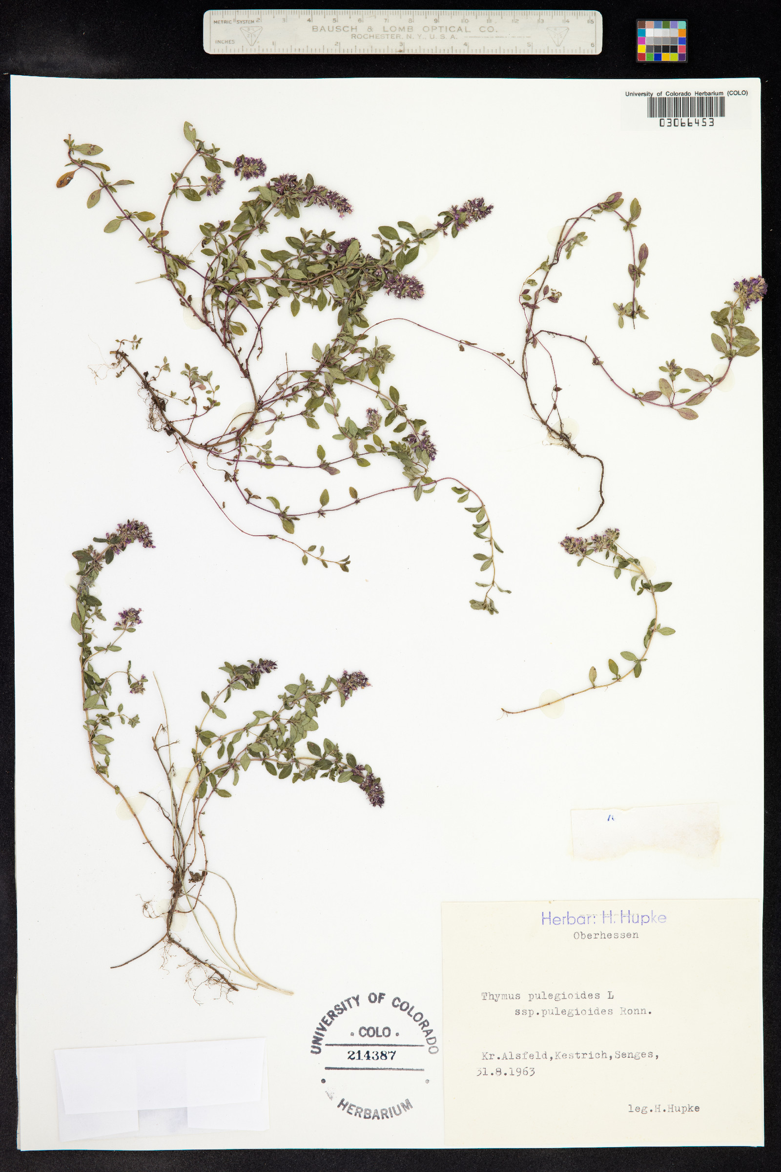 Thymus pulegioides image