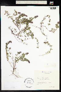 Thymus pulegioides image