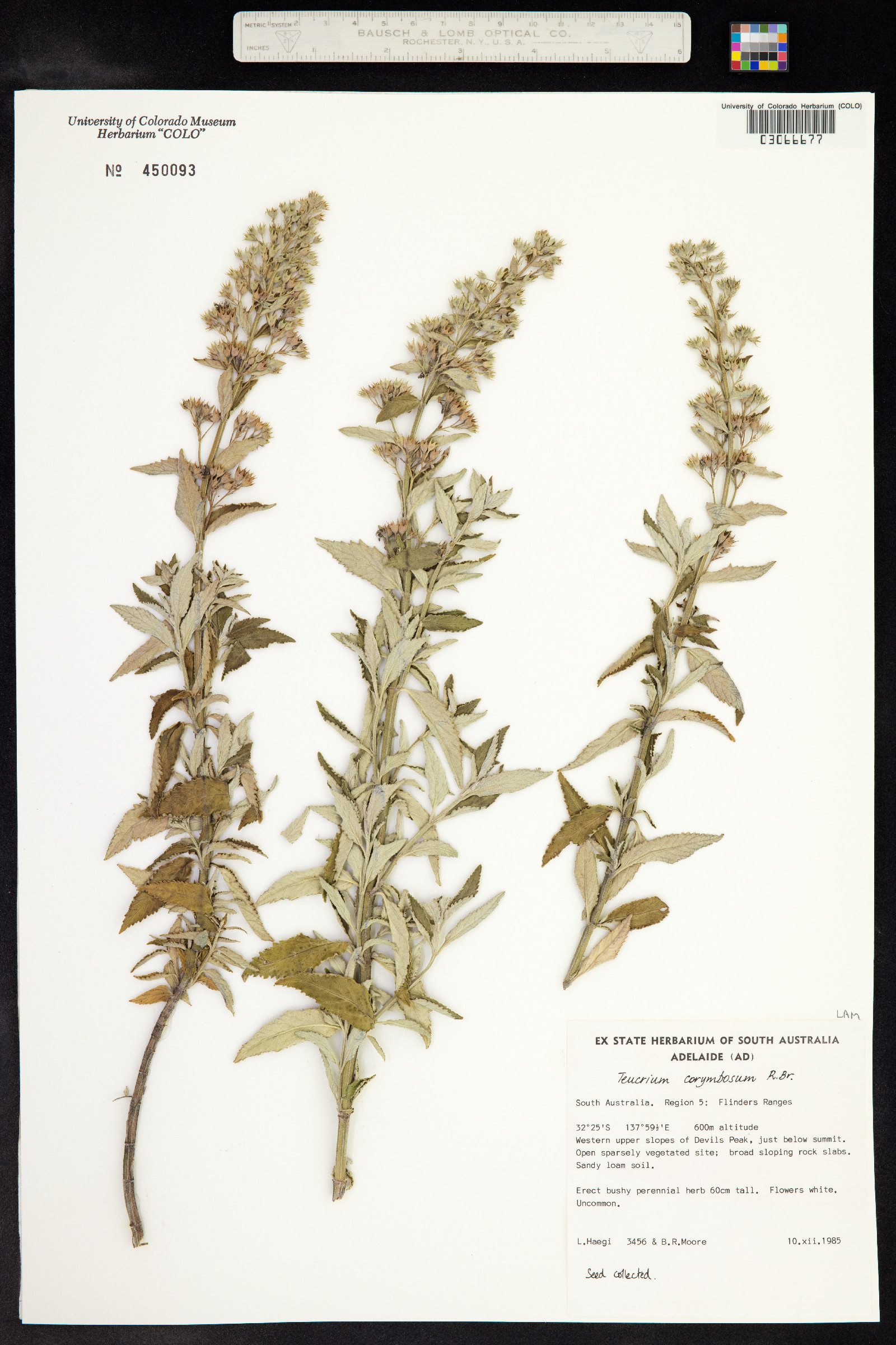 Teucrium corymbosum image