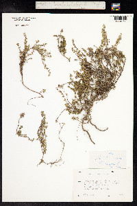 Thymus praecox ssp. arcticus image
