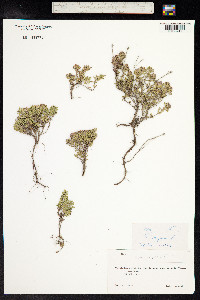 Thymus praecox ssp. arcticus image