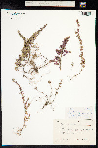 Thymus praecox ssp. arcticus image