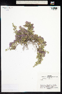 Thymus praecox ssp. arcticus image