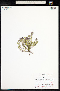 Thymus praecox ssp. arcticus image